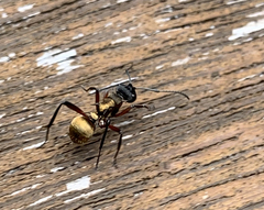 Polyrhachis rufifemur