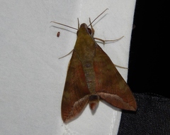 Nephele comma