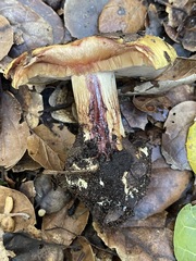 Cortinarius adonis