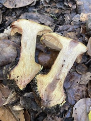 Cortinarius adonis