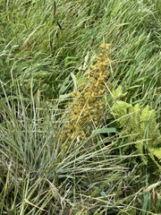 Aciphylla squarrosa