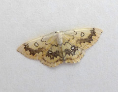 Cyclophora annularia