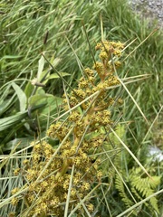 Aciphylla squarrosa