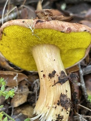 Aureoboletus flaviporus