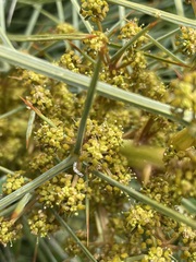 Aciphylla squarrosa