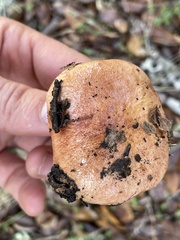 Aureoboletus flaviporus