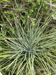 Aciphylla squarrosa