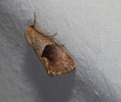 Westermannia oediplaga