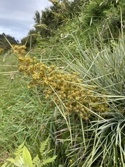 Aciphylla squarrosa