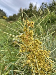 Aciphylla squarrosa