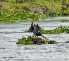 Anhinga rufa rufa