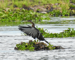 Anhinga rufa rufa