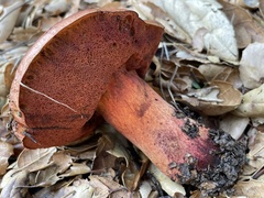 Suillellus amygdalinus