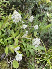 Anaphalioides trinervis