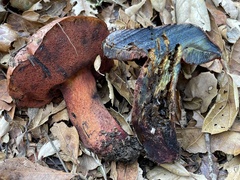 Suillellus amygdalinus