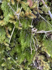 Hymenophyllum