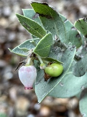 Arctostaphylos pechoensis