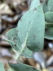 Arctostaphylos pechoensis
