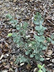 Arctostaphylos pechoensis