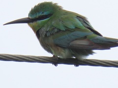 Merops persicus persicus