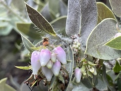 Arctostaphylos pechoensis