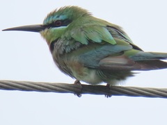 Merops persicus persicus