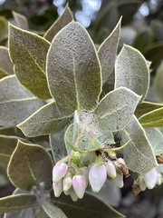 Arctostaphylos pechoensis