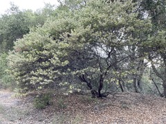 Arctostaphylos pechoensis