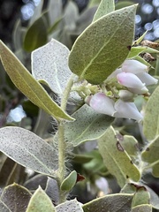 Arctostaphylos pechoensis