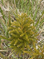 Austrolycopodium fastigiatum