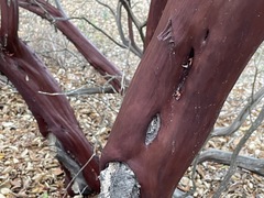 Arctostaphylos pechoensis