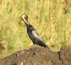 Anhinga rufa rufa