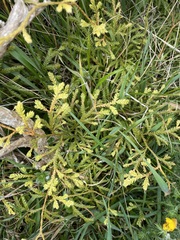 Lycopodium volubile
