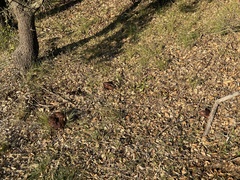 Suillellus amygdalinus