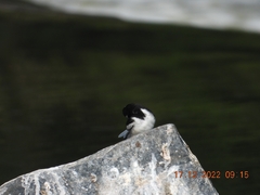 Motacilla maderaspatensis