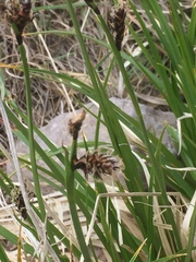 Carex tristis