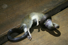 Boaedon fuliginosus