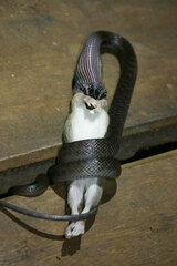 Boaedon fuliginosus