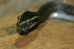 Boaedon fuliginosus