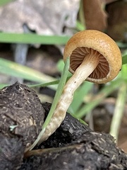 Protostropharia