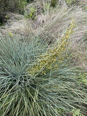 Aciphylla squarrosa