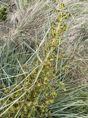 Aciphylla squarrosa