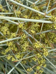 Aciphylla squarrosa