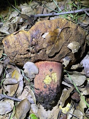 Suillellus amygdalinus