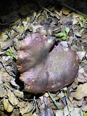 Suillellus amygdalinus