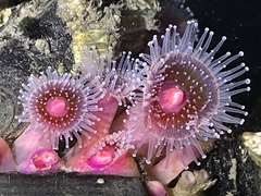 Corynactis californica