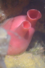 Cnemidocarpa finmarkiensis