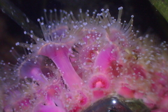 Corynactis californica