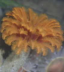 Eudistylia polymorpha