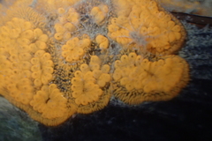 Botryllus schlosseri